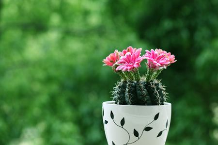 辦公室綠色植物