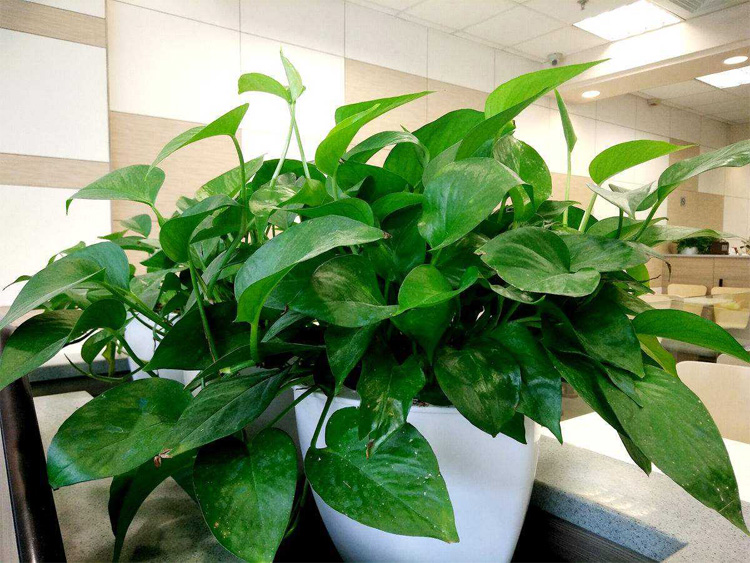 辦公室綠化